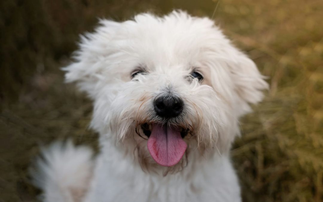 smiling white dog