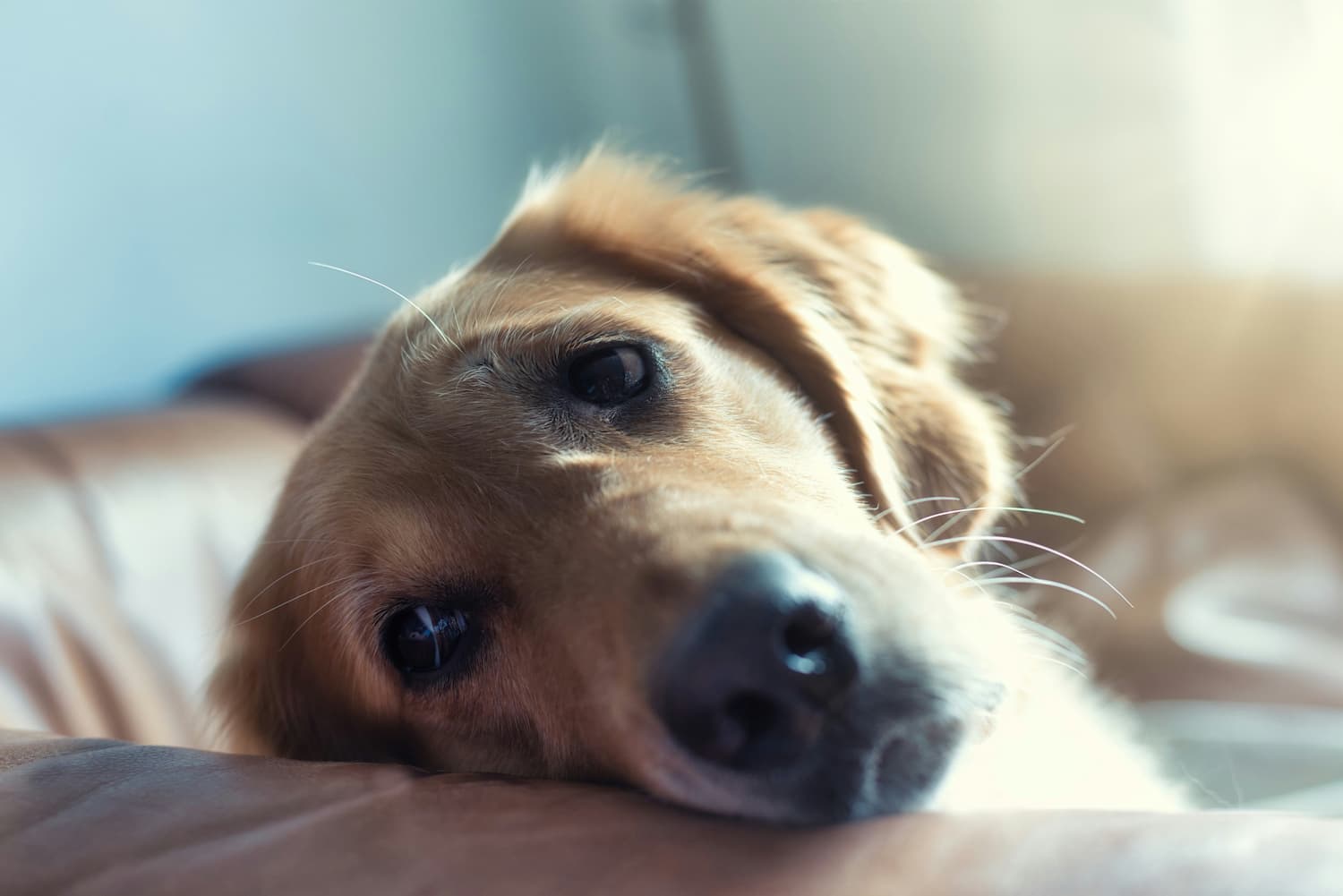 dog resting head