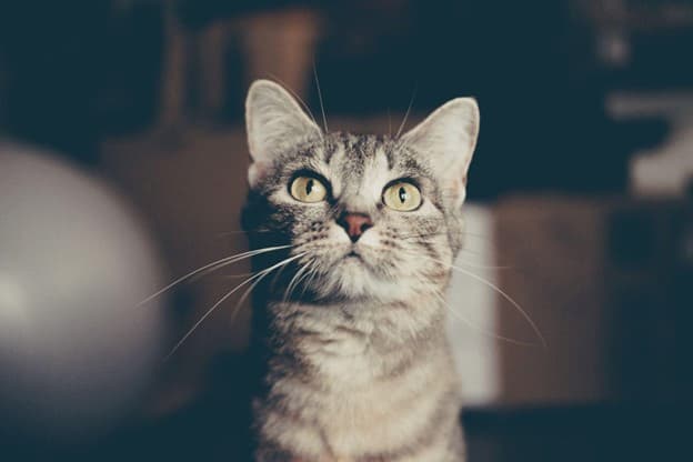 A curious cat gazes up at the camera, with a soft, blurred background enhancing its focus. A curious cat gazes up at the camera, with a soft, blurred background enhancing its focus.