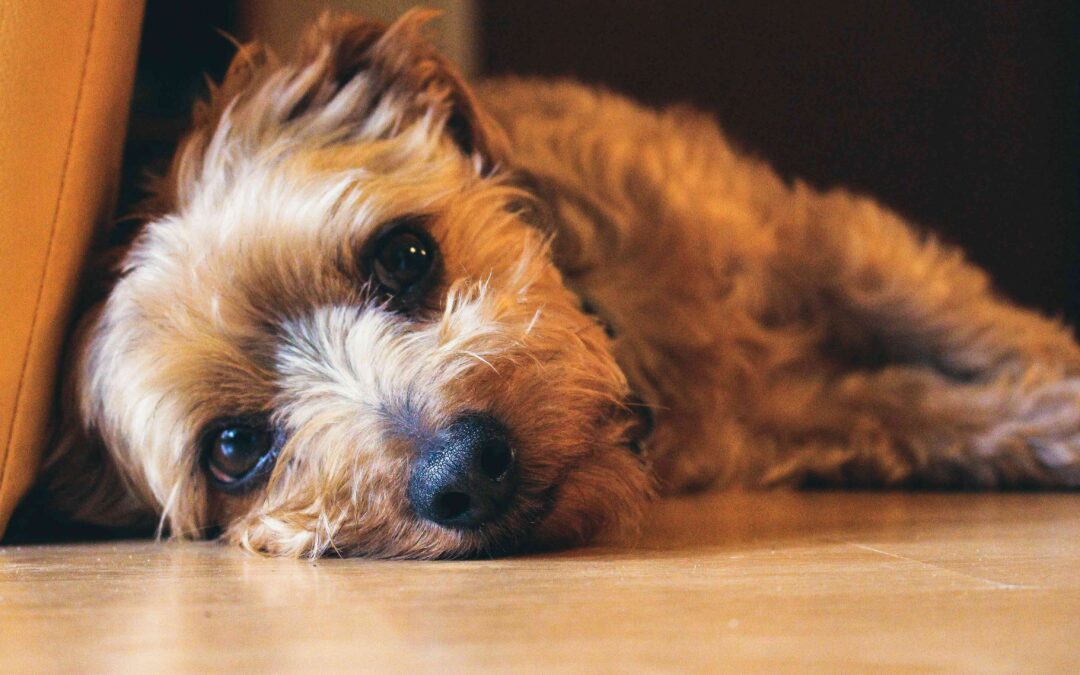 Is Your Pet Experiencing Pain? Here are Some Signs You Might Be Missing Is Your Pet Experiencing Pain? Here are Some Signs You Might Be Missing