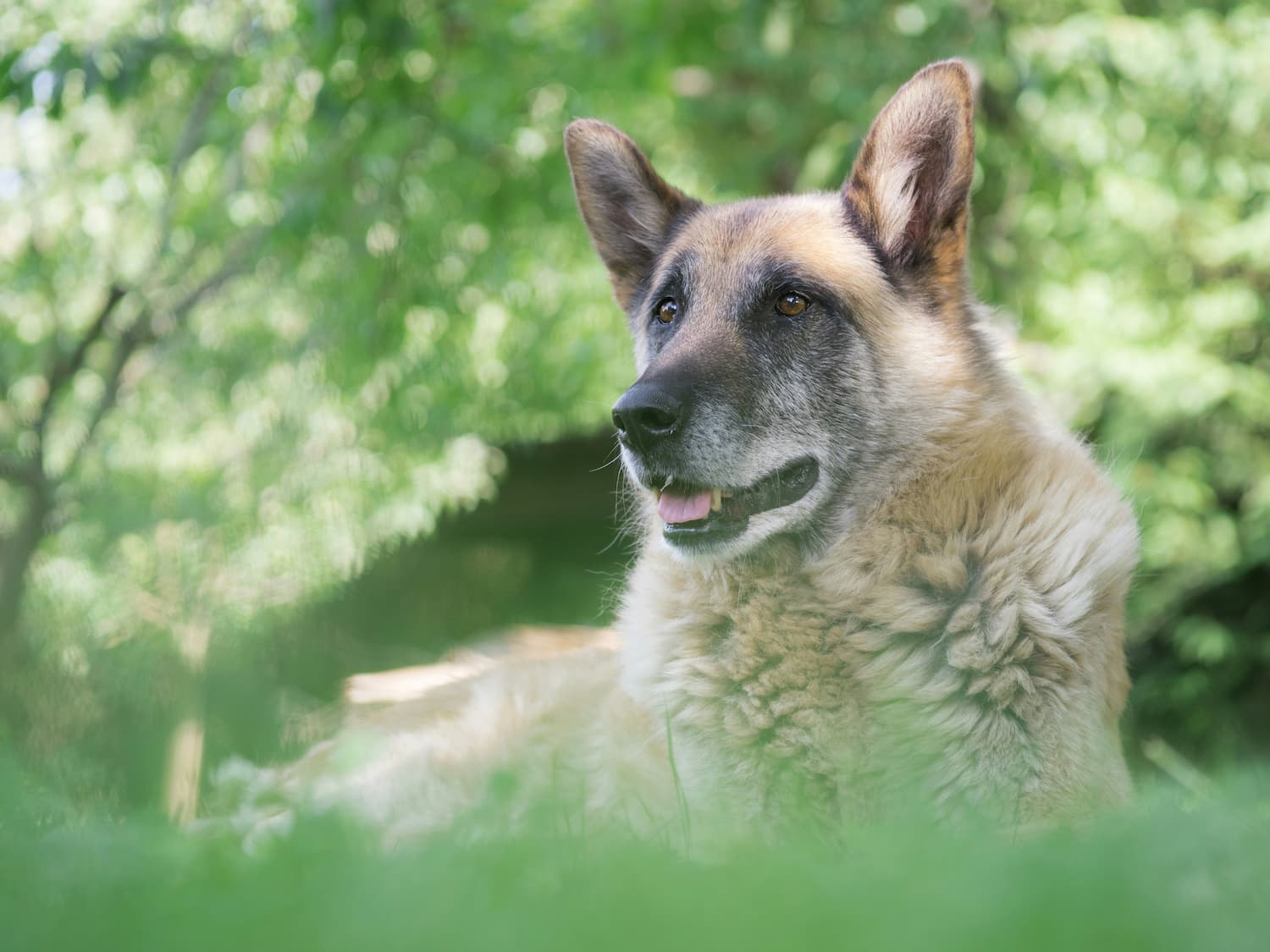 7 Health Tips Every Senior Pet Parent Should Know 7 Health Tips Every Senior Pet Parent Should Know