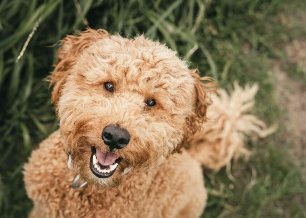 Healthy Teeth, Healthy Heart: Why Dental Care Matters