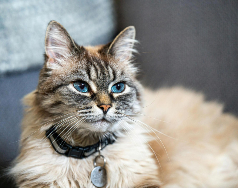 Monthly Prevention vs. “As Needed” Treatment: What’s Best for Your Pet? Monthly Prevention vs. “As Needed” Treatment: What’s Best for Your Pet?