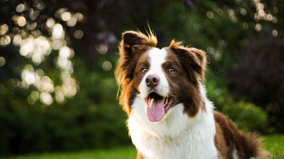 April Pet Health Tips