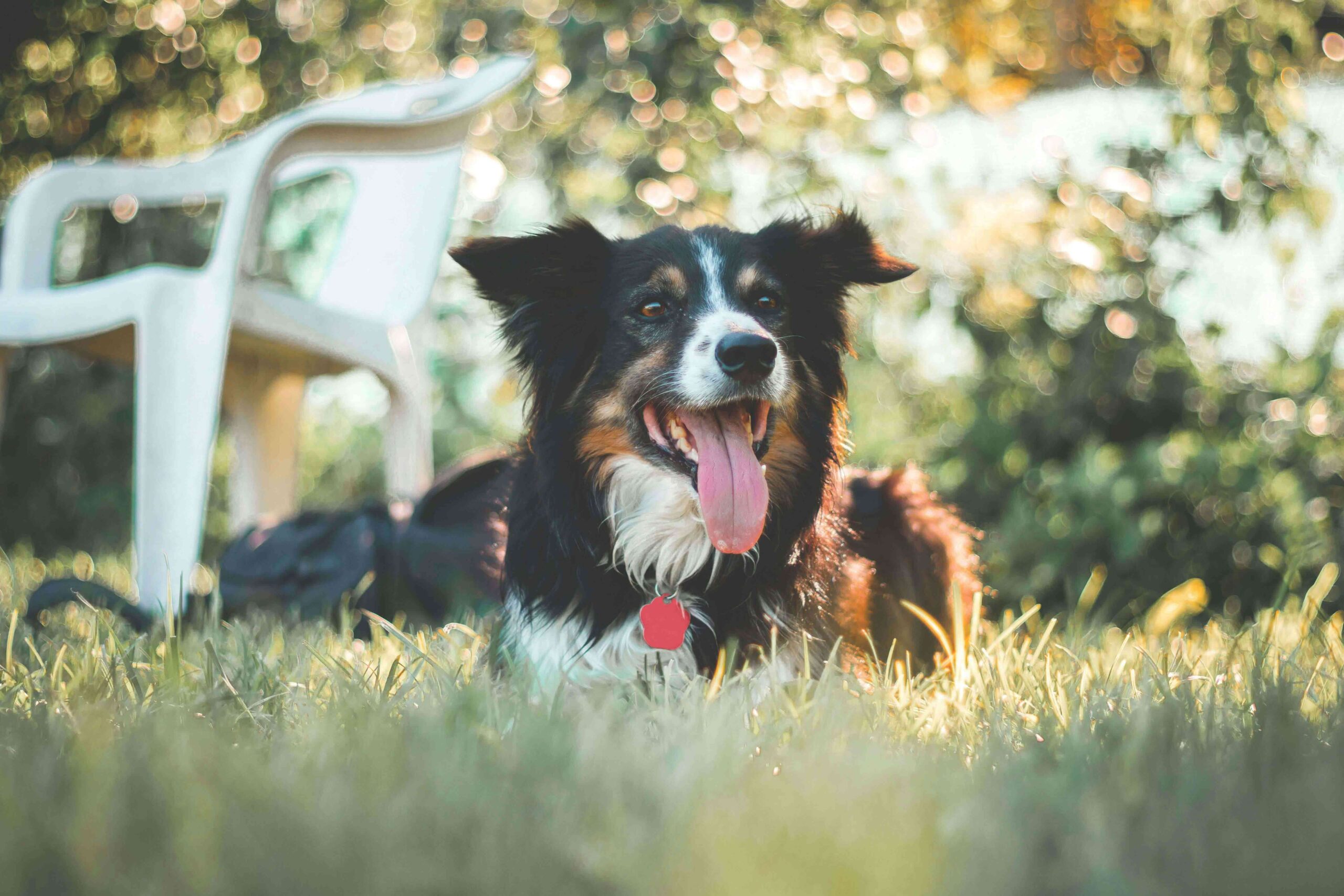 Don’t-Let-Summer-Stress-Out-Your-Pet Don’t Let Summer Stress Out Your Pet: Common Seasonal Triggers and How to Help