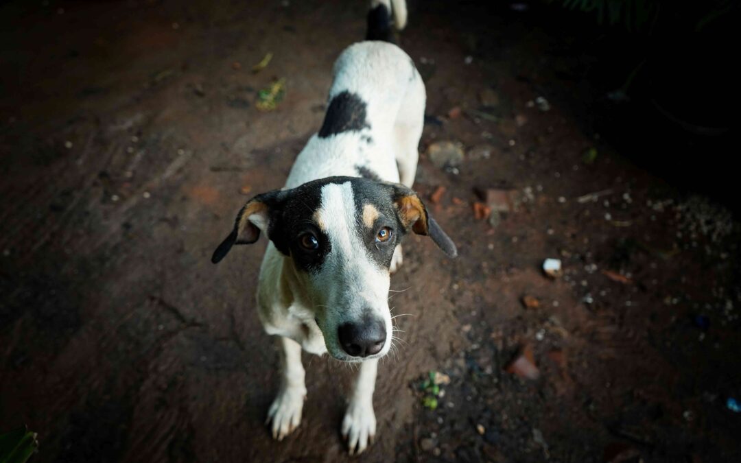 What Is Pet Microchipping and How Does It Work?