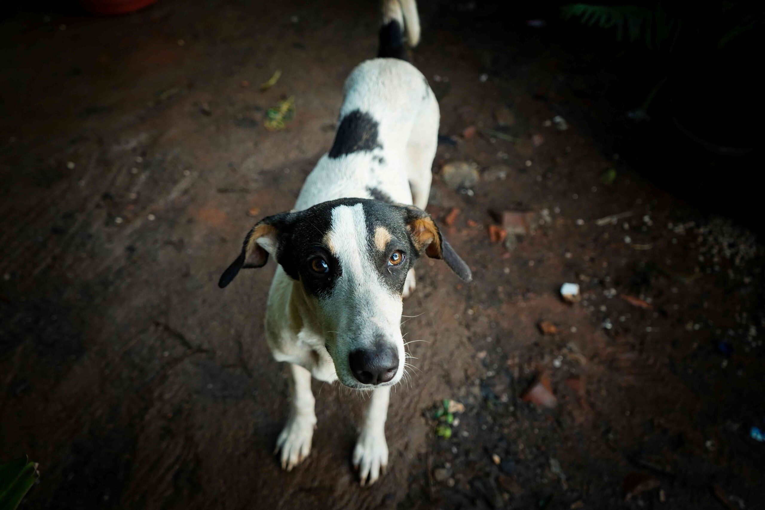 What Is Pet Microchipping and How Does It Work? What Is Pet Microchipping and How Does It Work?